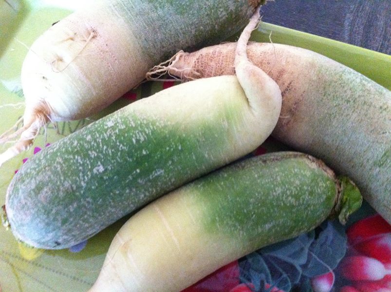 Radis green meat